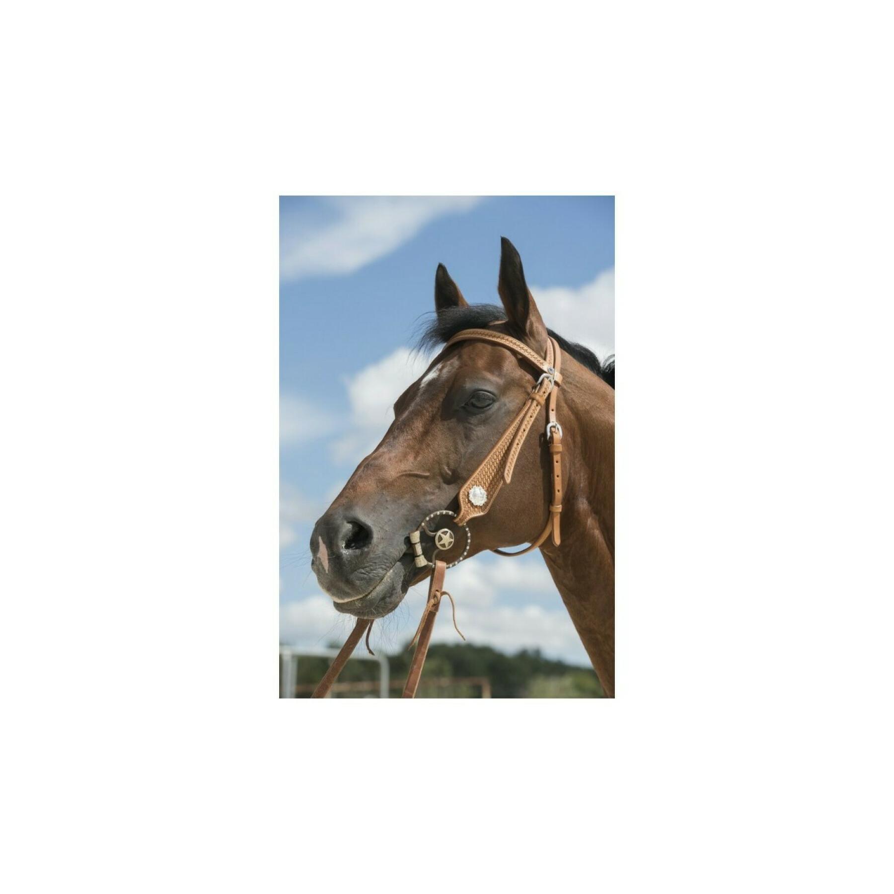 Bridles for horses Westride Franck Perret Aurora
