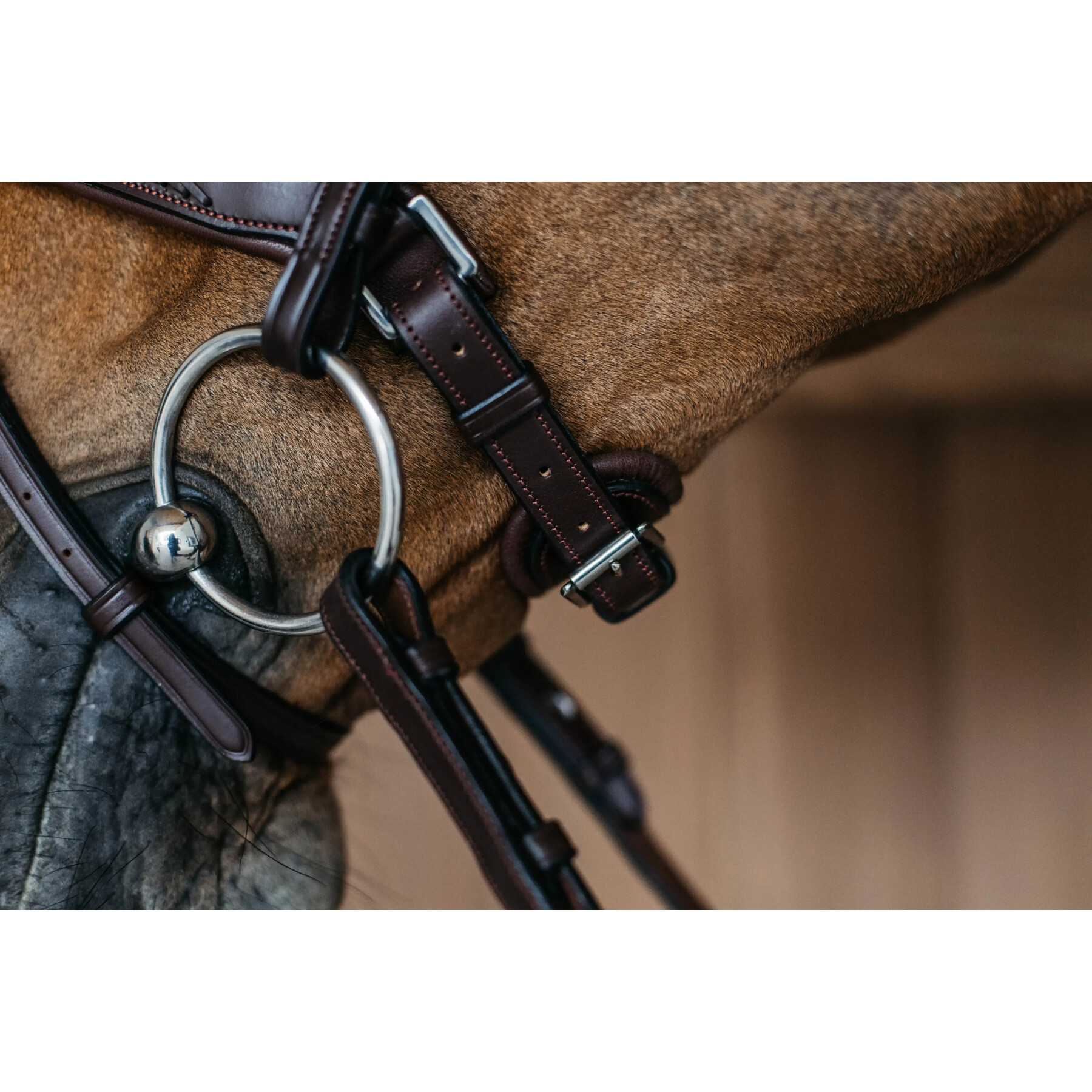 English-combined riding halter with pull-back noseband Dy’on