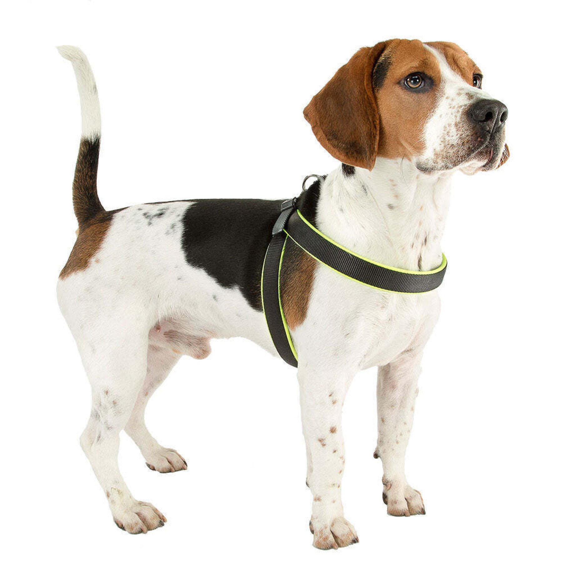 Dog harness Ferplast Agila Fluo 3