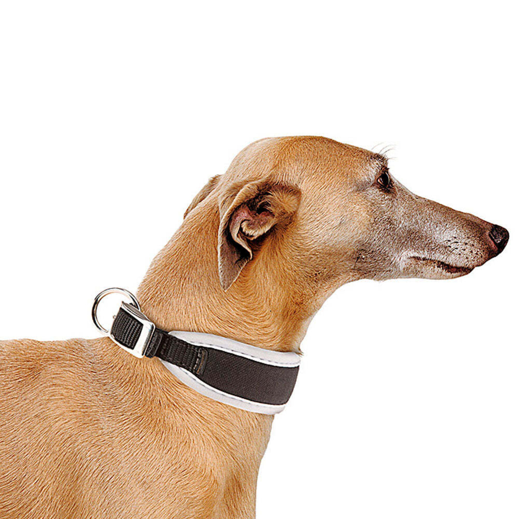 Dog collar Ferplast Ergocomfort CW15/32