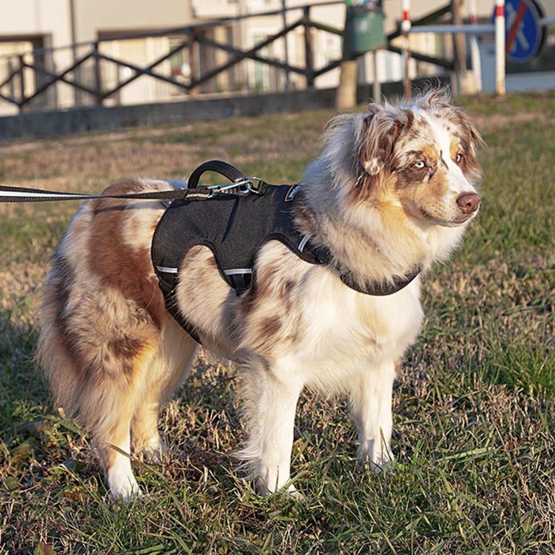 Dog harness Ferplast Ergotrekking