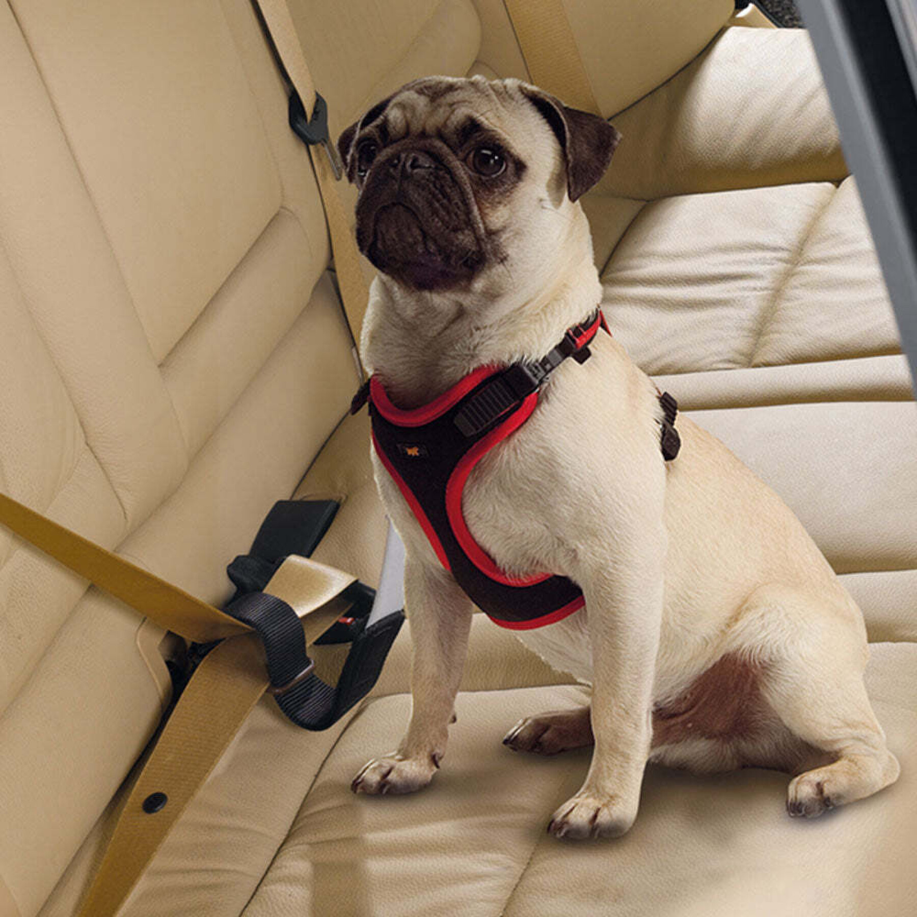 Safety belt for dogs Ferplast Travel Belt