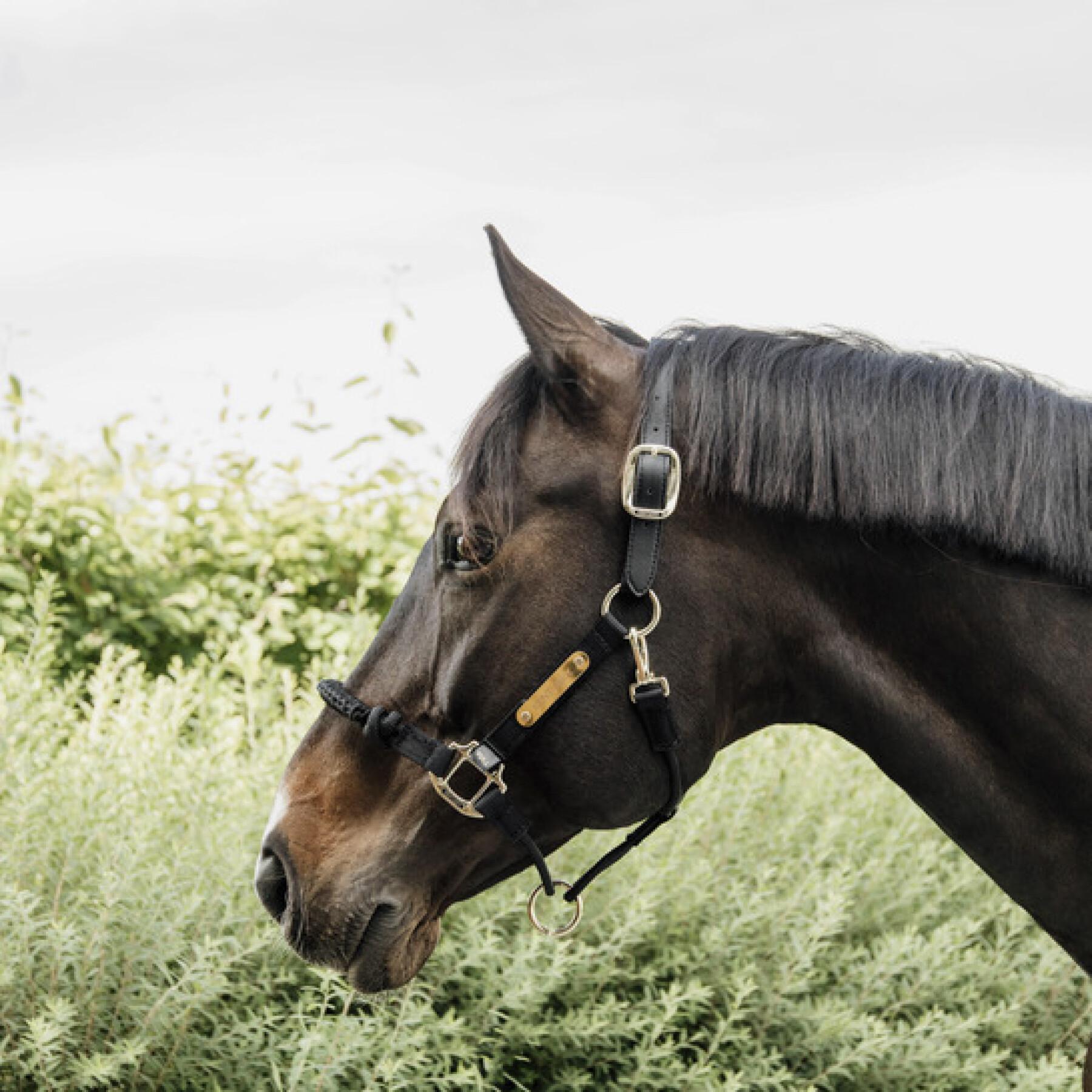 Control halter for horses nylon Kentucky