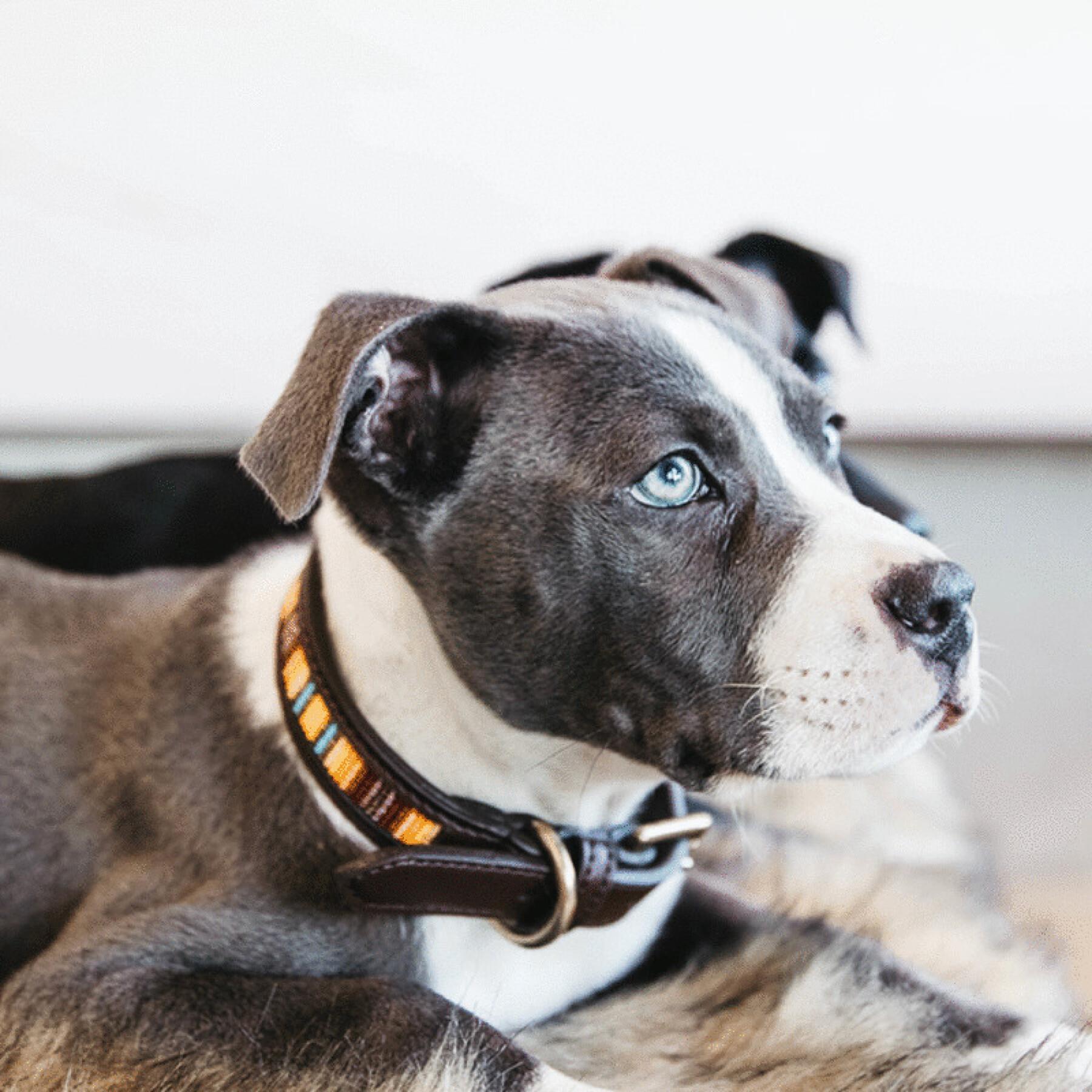Dog collar with handmade beads Kentucky