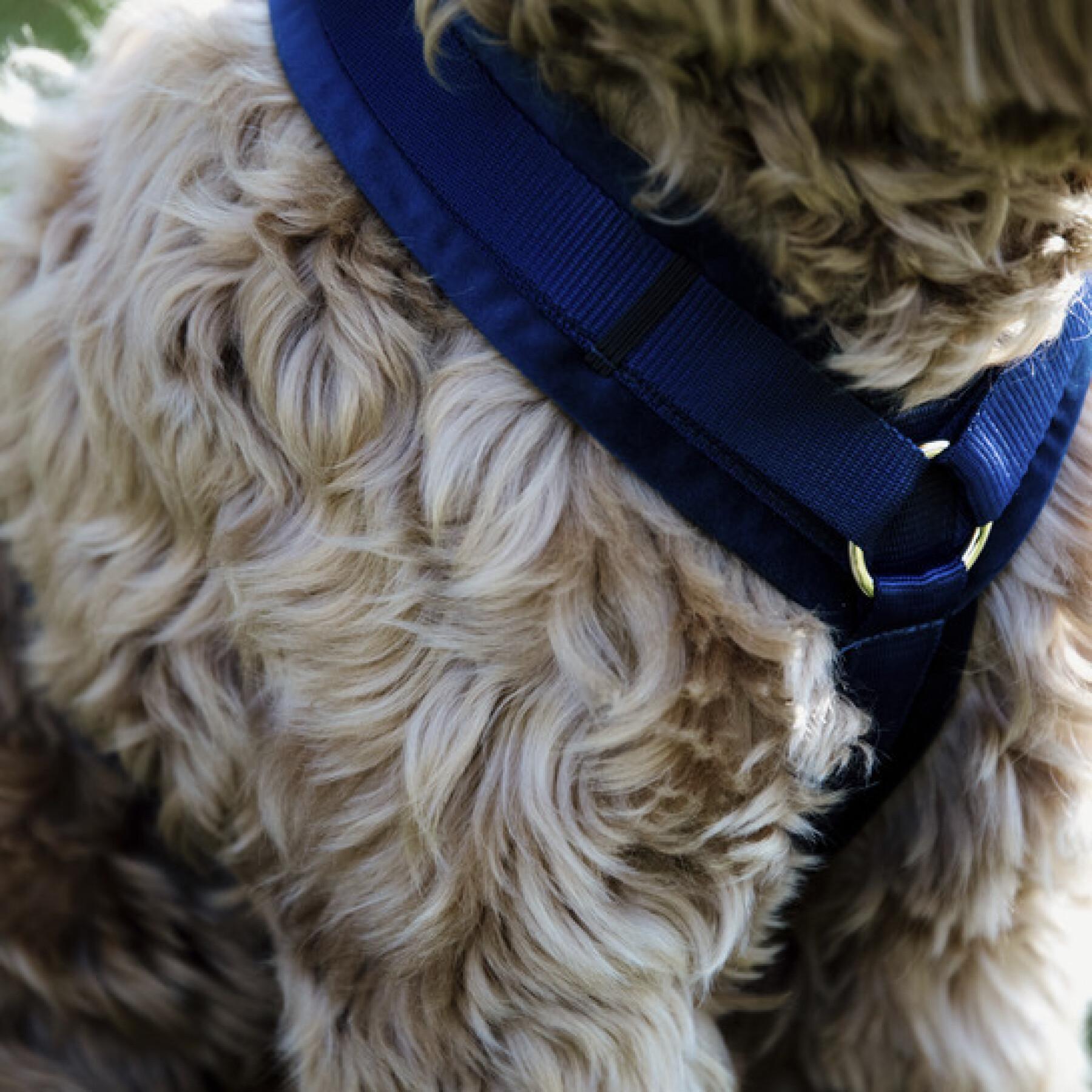 Active dog harness Kentucky Velvet