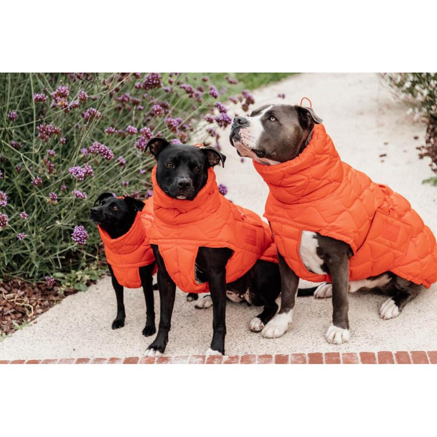 Dog coat Kentucky Pina