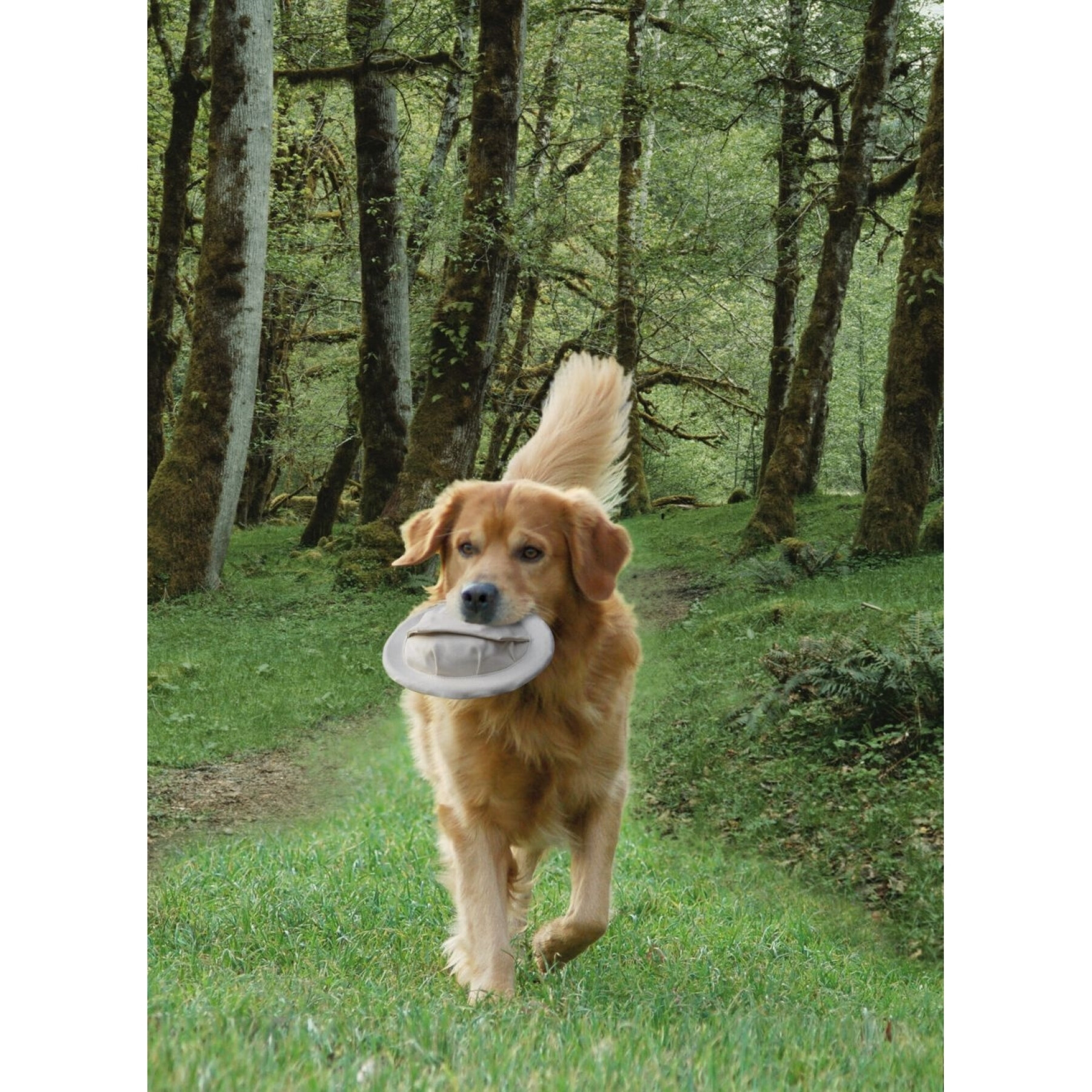 Frisbees for dogs Nobby Pet Flybee