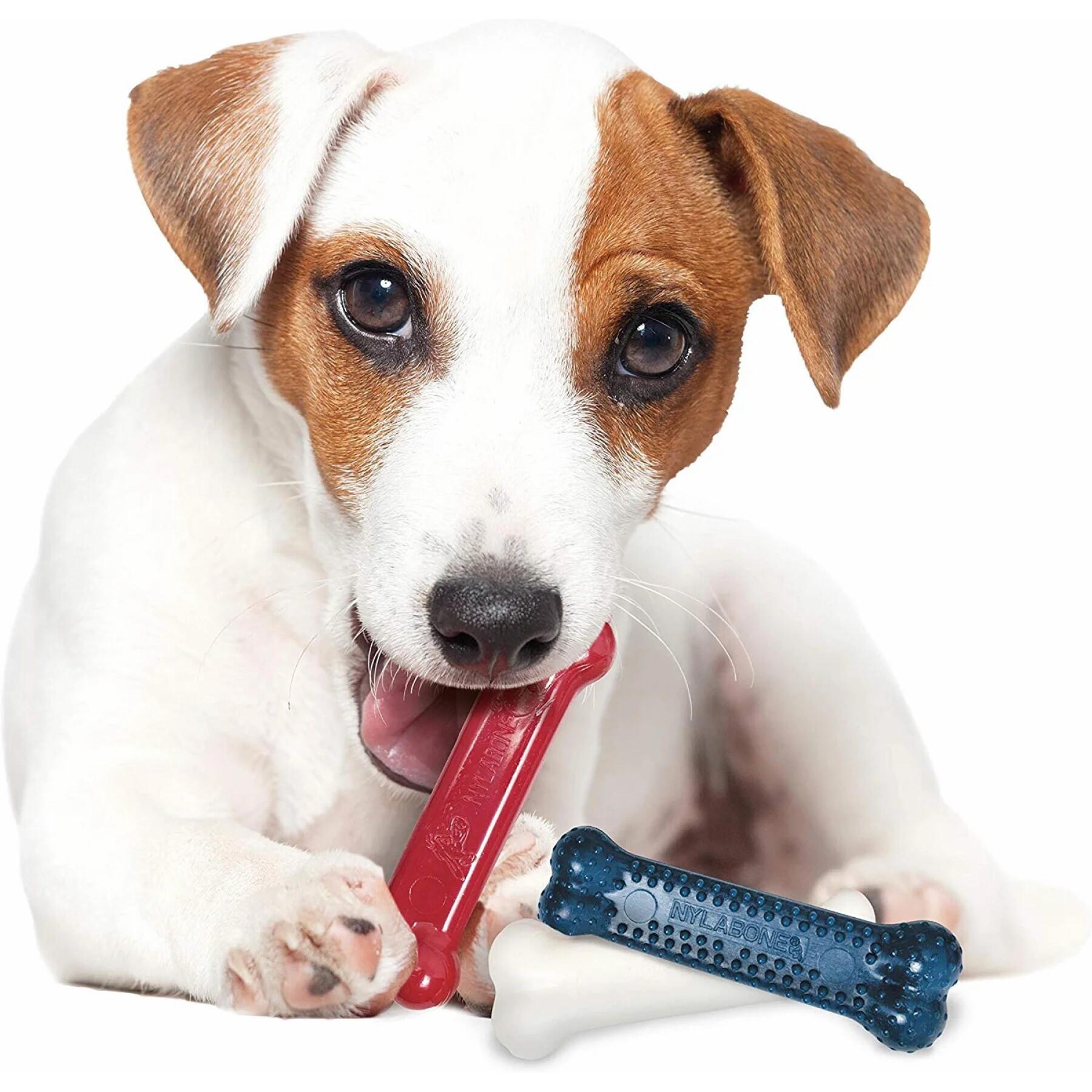 Dog toy Nylabone Small Dog Dental Blue Chew - Bacon Chicken / Moderate Chew Origin XS