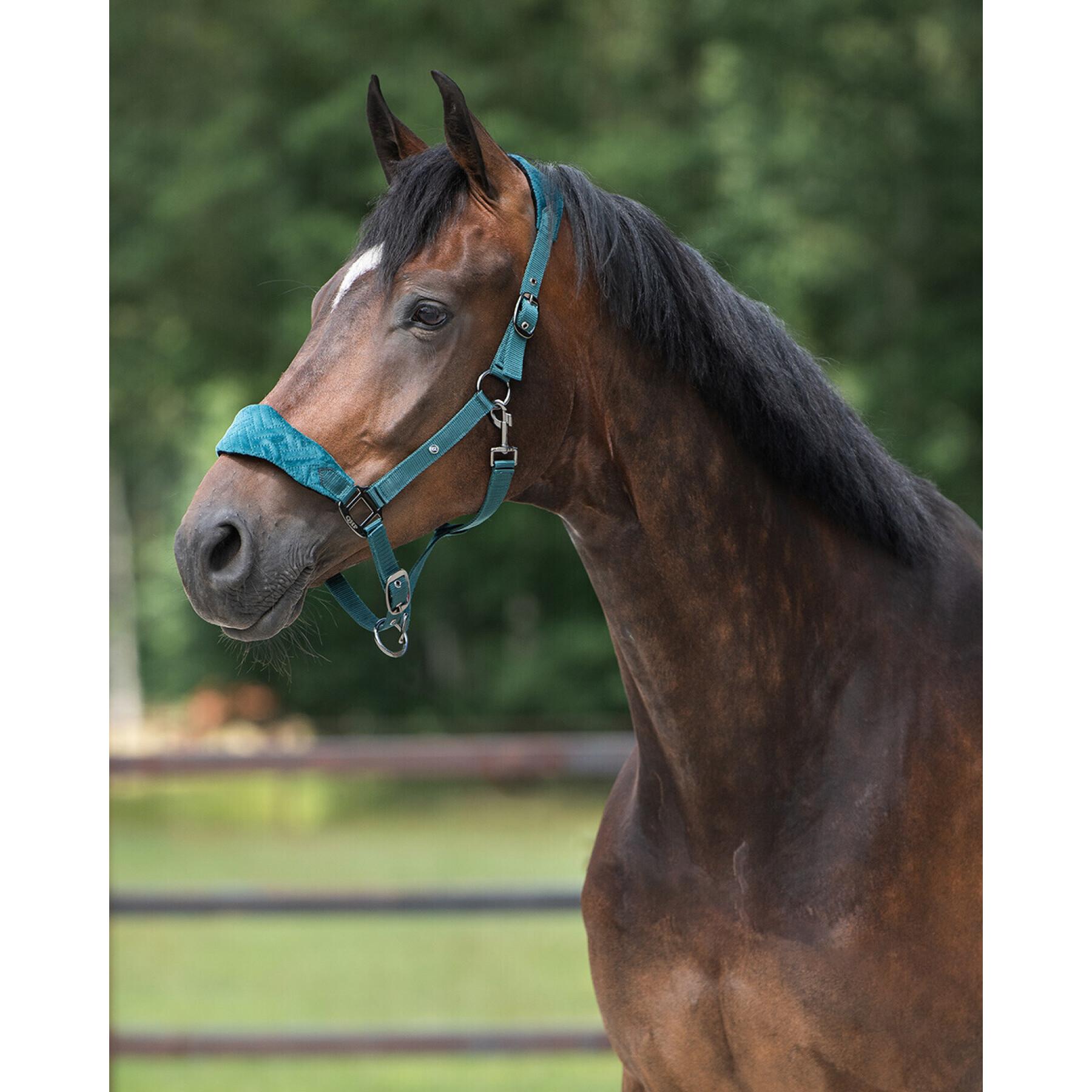 Halter for horse QHP Summer Glow