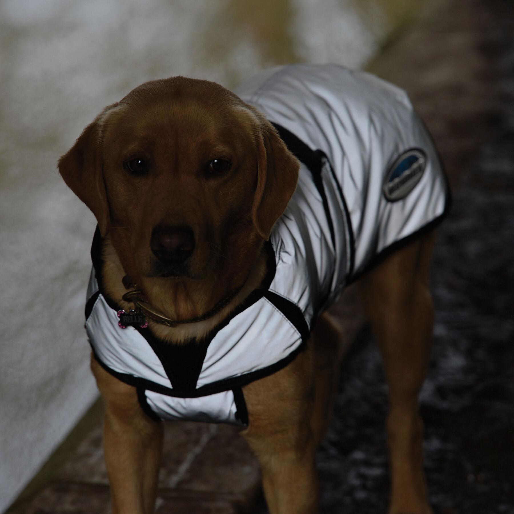 Reflective dog coat Weatherbeeta Comfitec moyen