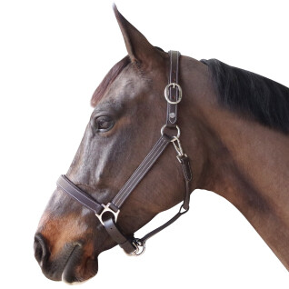 Lined leather halter for horses Canter