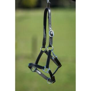 Lined leather halter for horse HFI