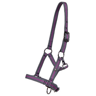 Foal halter QHP Collection