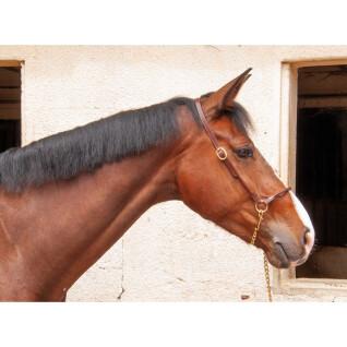 Leather halter for horses T de T