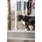 Dog leash Kentucky Corduroy 120cm