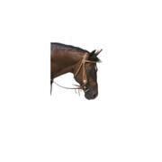Bridles for horses Westride Franck Perret Aurora