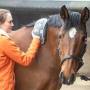 Heated massage gloves for horses Equilibrium