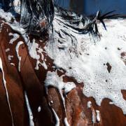 Horse shampoo Foran Equine Bodywash 1 L