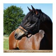 Anti-fly mask for horses without ears Kavalkade