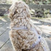 Active dog harness Kentucky Velvet
