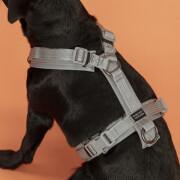 Reflective dog harness Kentucky Active