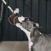 Dog toy with cotton rope Kentucky