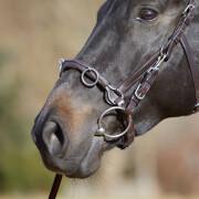 Lunging horse stall Kieffer Ultrasoft®