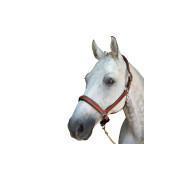 Halter for horse Lexington Denver