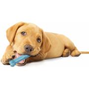 Dog toy Nylabone Puppy Teething Dental Chew - Blue Chicken XS