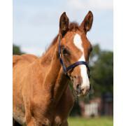 Halter for foal QHP